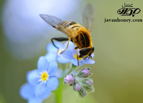 گرده افشاني زنبور عسل