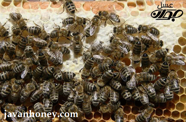 کلنی زنبور عسل 
