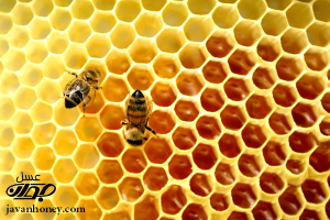 خانه سازی زنبور عسل