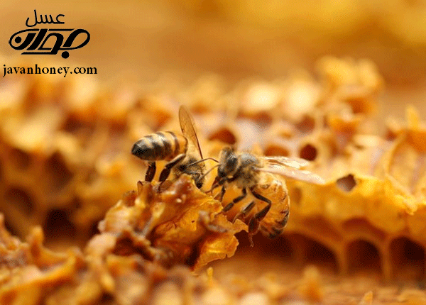 معده زنبور عسل